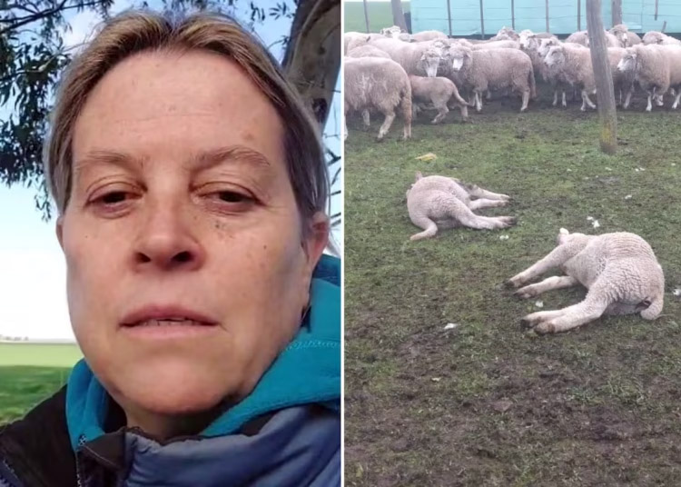 Pumas, mortandad de lanares y una preocupación que crece en los campos de Juan N. Fernández